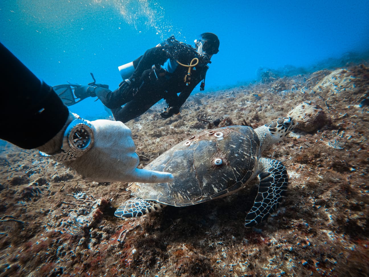 Danger at Depth: Bob Collins' Guide to Safe Diving Practices